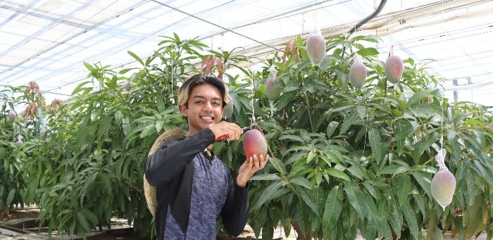KindaiAgri's tweet photo. 近大マンゴー「愛紅」を千疋屋総本店・伊勢丹で販売🥭

2026年8月9日（日）から、近大マンゴー「愛紅（あいこう）」を千疋屋総本店 日本橋本店と伊勢丹 新宿店・立川店・浦和店で販売します🥭

近畿大学地域創生農業研究所が開発した国内品種登録第1号のマンゴーで、濃厚な味わいとシルクのようななめらかな食感が特長です✨

毎年約100人の農学部生が栽培に携わり、39年にわたる研究成果を実学教育へとつなげています。

https://t.co/r7hRvp0ycH

#近畿大学 #近畿大学農学部 #近大マンゴー #愛紅 #千疋屋総本店 #伊勢丹 #地域創生農業研究所