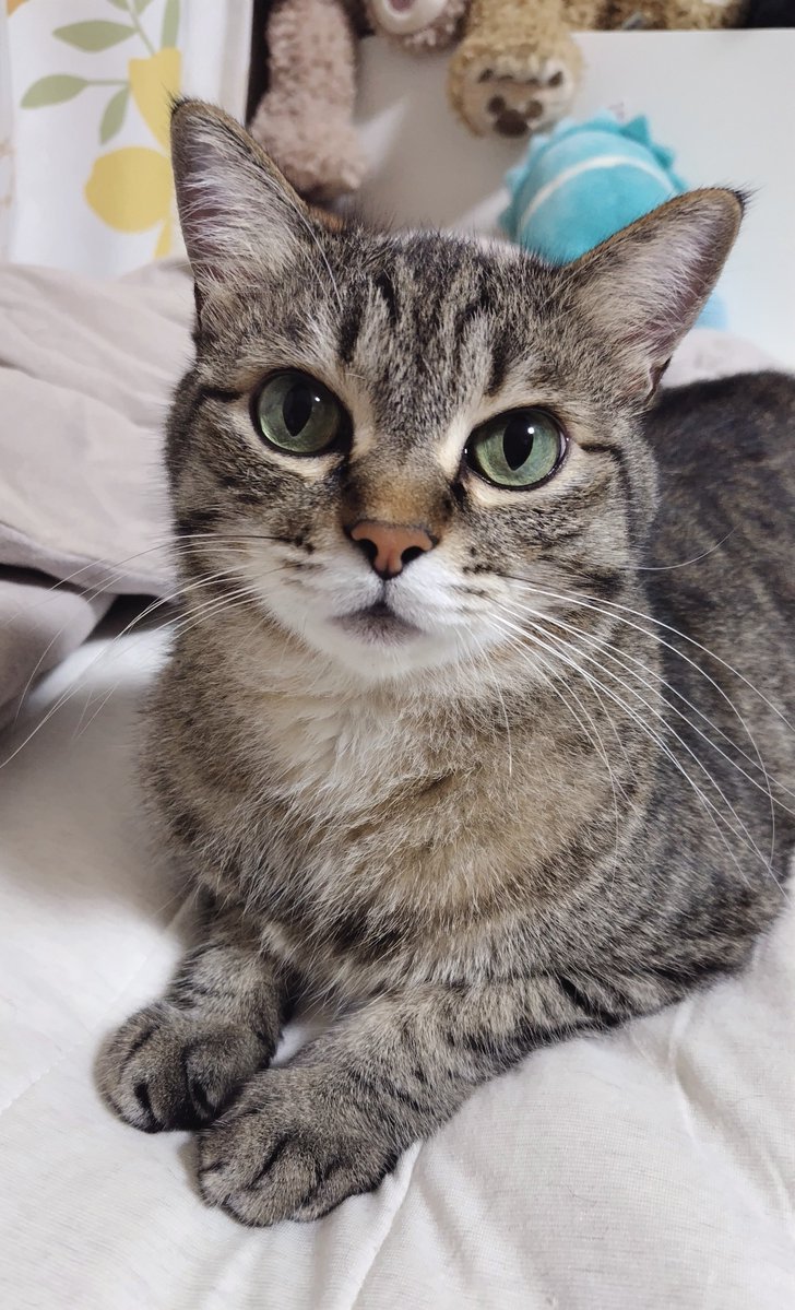 ゴロー🐾 (@cat_56chan) / Posts / X