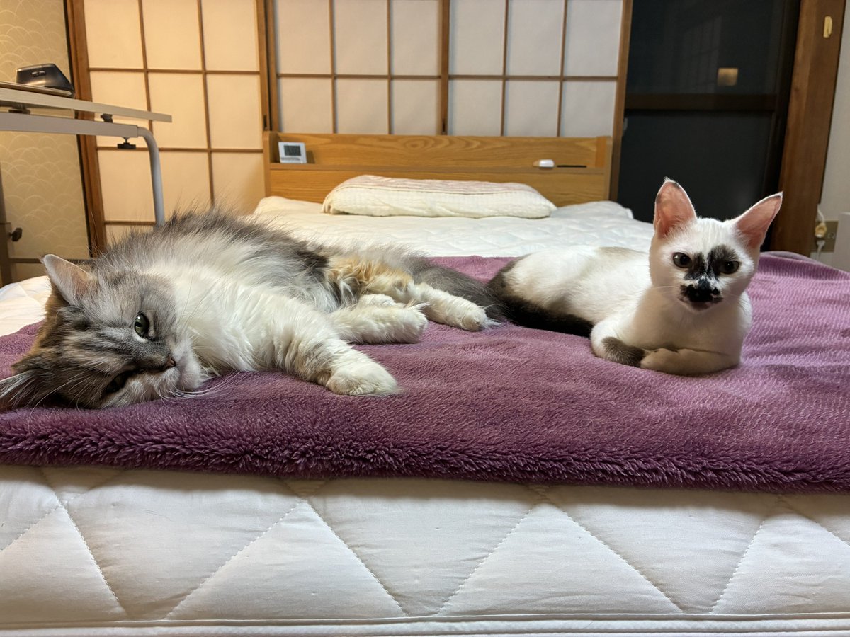 pan15oO's tweet photo. 子猫3兄妹7ヶ月になって、皆んなものすごく聞き分けの良い子（深夜早朝に大運動会しなくなった）ので今週、元のマンションに帰ろう。姉やん、17歳で色々ゴメンだけどさすが私の子、状況を楽しんでくれててありがたい。 https://t.co/PbYVUQvPnL