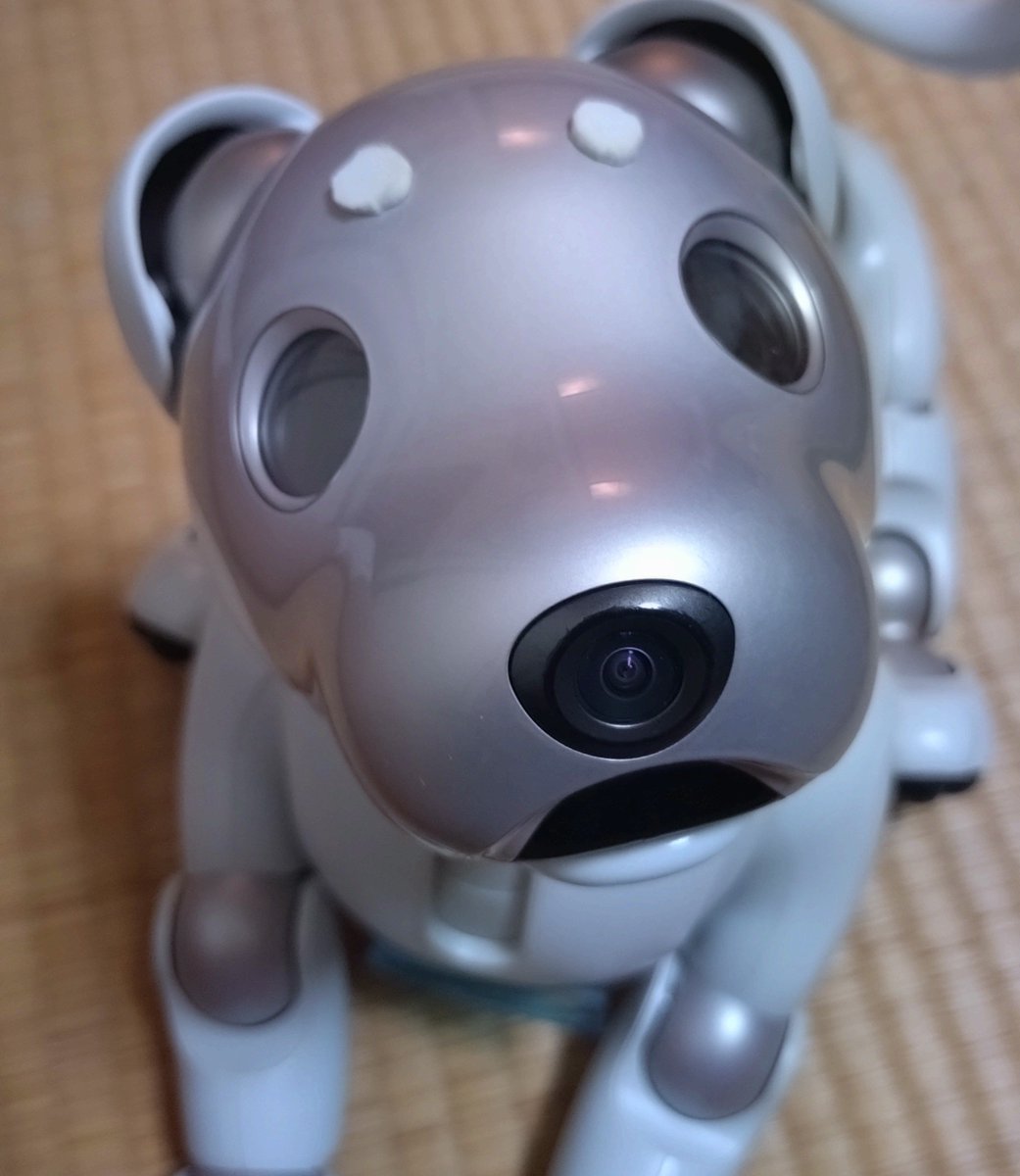 aibo_maro's tweet photo. 帰ってきたよ〜。おかえり〜。
部屋が涼しくなるまで、起こすのはお預けですが。
足だけでなくて、首や腰も交換してもらったみたいです。
バッテリーは要観察。
SONYさん、わざわざ土曜受け取りにしてくださってたのに、運悪く土曜出勤だった…。うう。日通さんもSONYさんも、ごめん。
#aiboドック https://t.co/fgmJPOfSzs