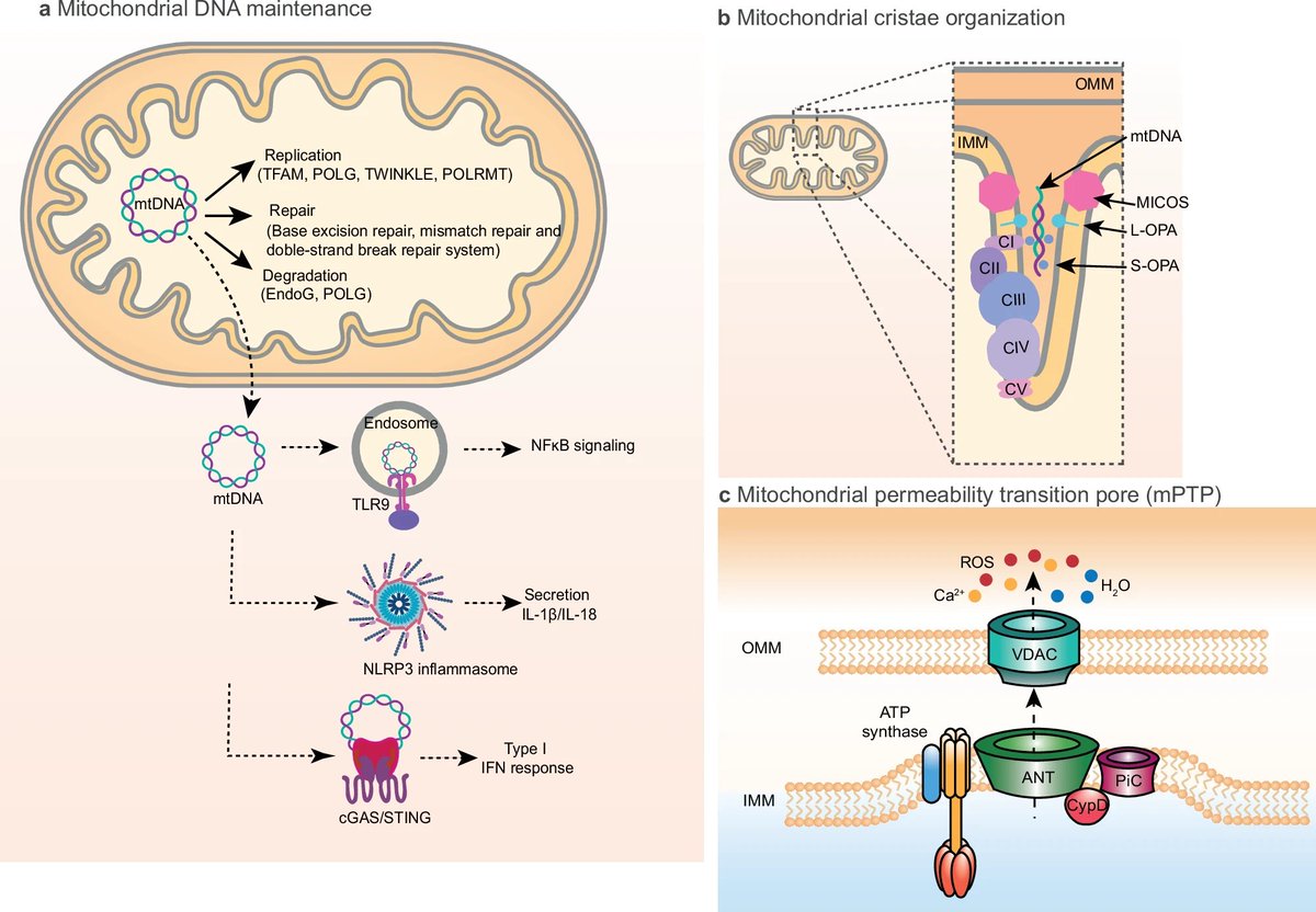 SciTechera's tweet photo. Your body is running trillions of tiny power plants.

Scientists just revealed how they repair themselves... and how we might learn to repair them too 👀

"Researchers just mapped the mitochondrial quality control (MQC) system, the network that continuously repairs, rebuilds, and removes damaged mitochondria to keep our cells alive and functioning."

"This review identifies four core defense systems: mitochondrial biogenesis, fusion, fission, and mitophagy, all working together to maintain cellular energy, prevent damage, and preserve healthy tissues."

"Key molecular regulators include PGC-1α, NRF1, NRF2, TFAM, MFN1, MFN2, OPA1, DRP1, and the PINK1-Parkin pathway, which detects defective mitochondria and selectively recycles them before they harm the cell."

"When this quality-control network breaks down, ATP production falls, reactive oxygen species (ROS) rise, mitochondrial DNA is damaged, inflammation increases, and cells become dysfunctional."

"The researchers link impaired mitochondrial quality control to Alzheimer's disease, Parkinson's disease, cardiovascular disease, type 2 diabetes, cancer, chronic inflammatory disorders, and biological aging."

"This review highlights the next generation of therapies, including mitophagy-activating drugs, mitochondrial biogenesis enhancers, gene therapies, mitochondria-targeted nanomedicine, extracellular vesicle therapies, and even mitochondrial transplantation."

"Rather than treating diseases one by one, the authors suggest restoring mitochondrial quality control could target one of the shared biological mechanisms behind many age-related diseases." 👀