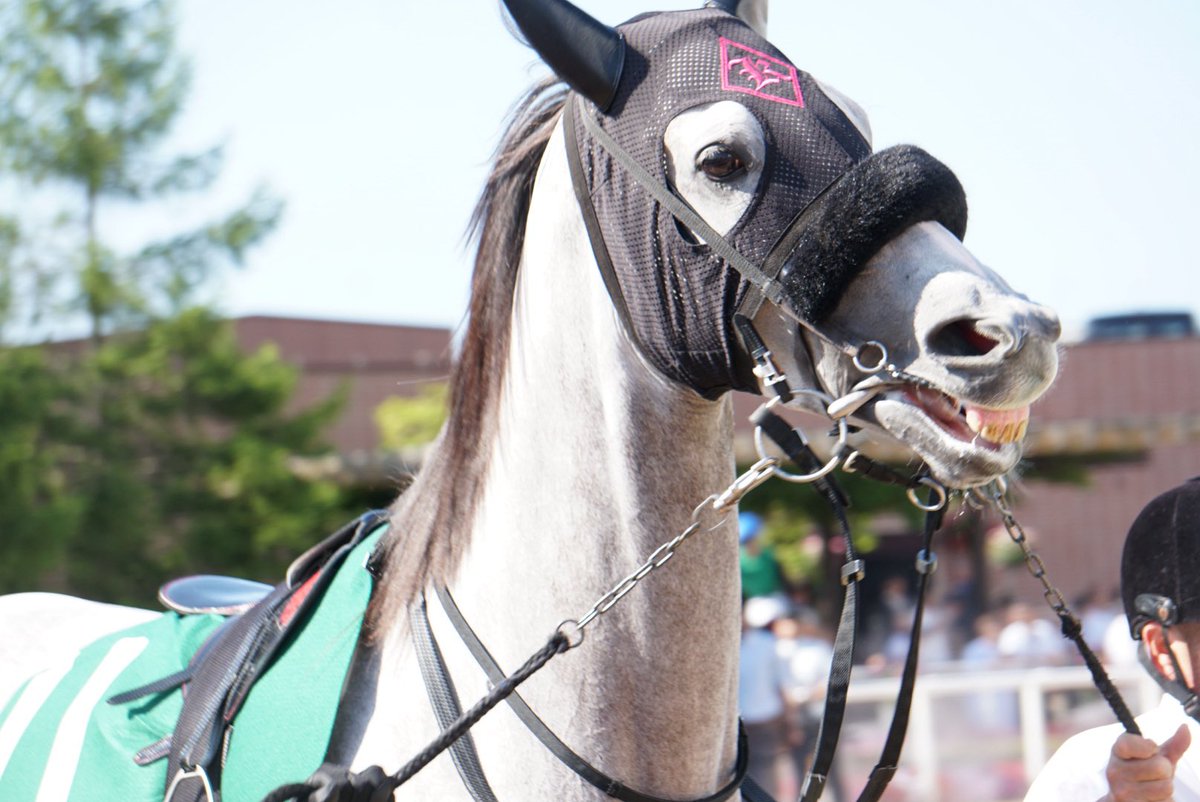 inHDniJBW491778's tweet photo. ソラちゃん🥰

#コガネノソラ
#ゴールドシップ
#ゴールドシップ産駒
#札幌競馬場 https://t.co/dh038Y3H5K