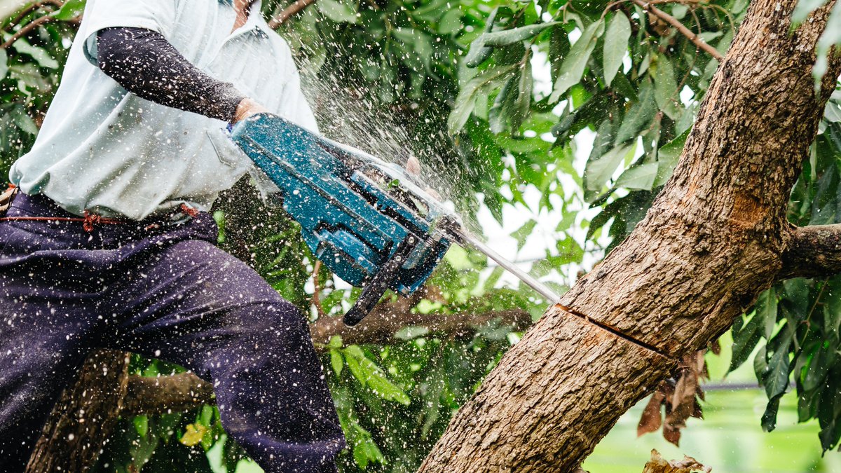 gibbstree's tweet photo. Certified professionals are the preferred choice to keep your landscape safe and clean with Tree Service in Hot Springs AR. Get in touch with us today to organize a complimentary project assessment.
https://t.co/bDgT9ajPz5
#GibbsTreeService #TreeServiceHotSpringsAR #TreeCare https://t.co/BR7ILxdV2H