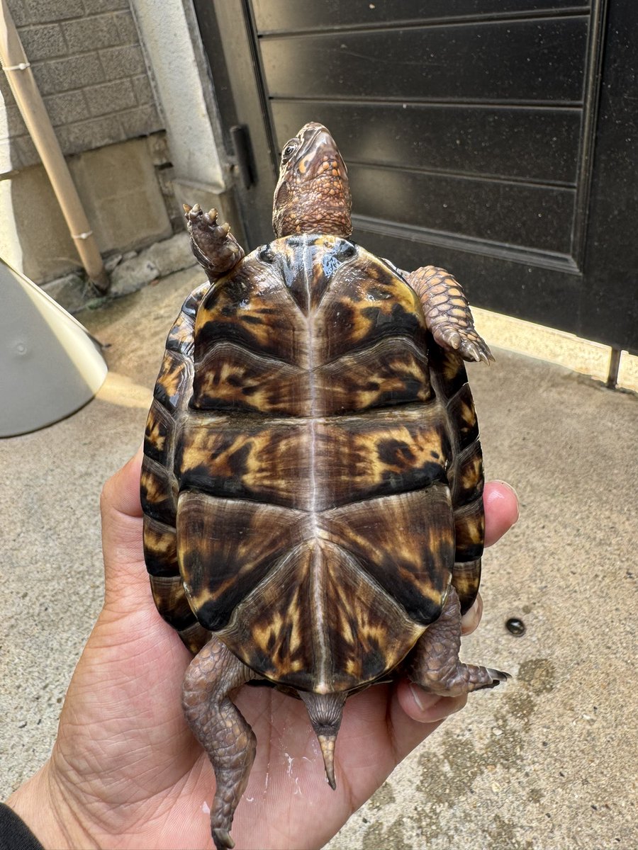 B28872130's tweet photo. トウブハコガメ④
2024年CB♂
黒系個体
多甲になりますが、かっこいい〜😍 https://t.co/RJXzWfcz3F