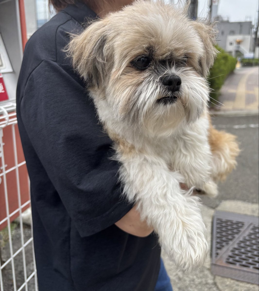 0Kk26's tweet photo. 迷い犬預かってます
富士吉田市下吉田の清月近くで1人で散歩していました
大人しく人に慣れているようすでした
男の子
首輪していません
飼主さん見つかりますように
#迷い犬 
#富士吉田 https://t.co/r9qlOLMXiU