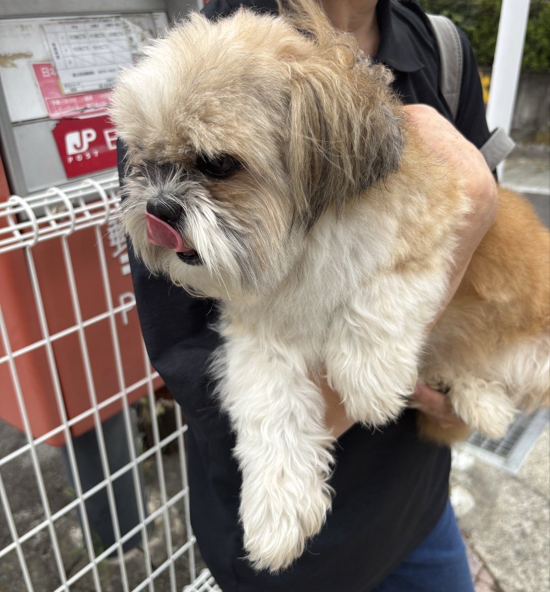 0Kk26's tweet photo. 迷い犬預かってます
富士吉田市下吉田の清月近くで1人で散歩していました
大人しく人に慣れているようすでした
男の子
首輪していません
飼主さん見つかりますように
#迷い犬 
#富士吉田 https://t.co/r9qlOLMXiU