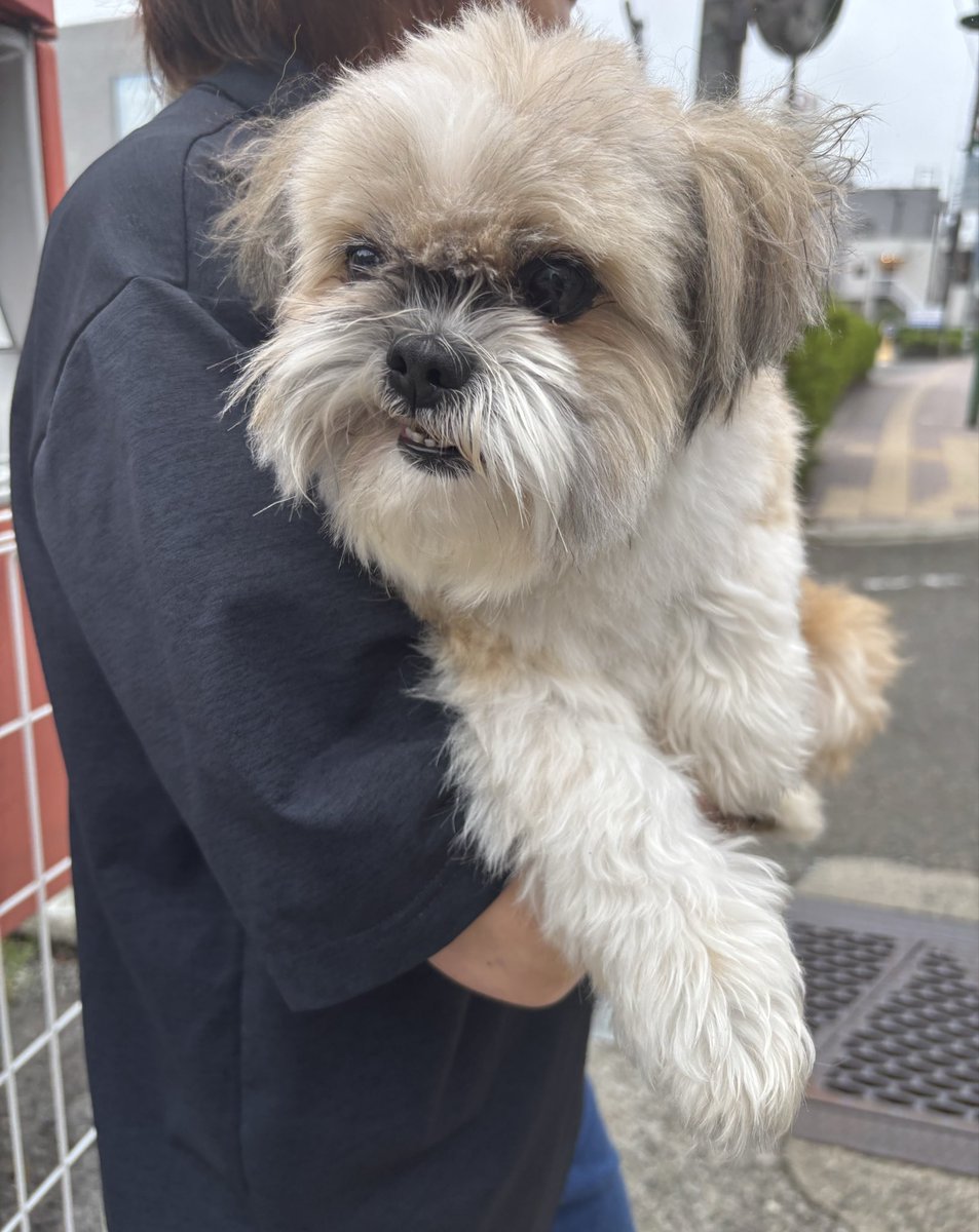 0Kk26's tweet photo. 迷い犬預かってます
富士吉田市下吉田の清月近くで1人で散歩していました
大人しく人に慣れているようすでした
男の子
首輪していません
飼主さん見つかりますように
#迷い犬 
#富士吉田 https://t.co/r9qlOLMXiU