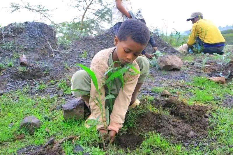fanatelevision's tweet photo. Small hands. Big legacy.

Children joined millions of Ethiopians in today's nationwide Green Legacy campaign, planting seedlings for a greener future. 

🌱🇪🇹💚🌍🌳 

1 https://t.co/k9mNcE74L6