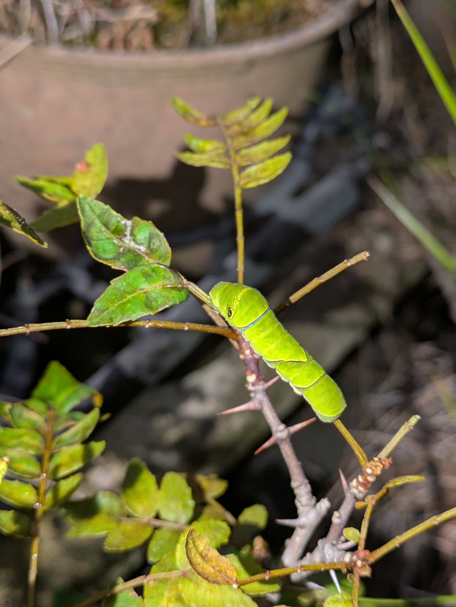 __aw__'s tweet photo. そしてこれはサンショウの木のナミアゲハ幼虫。脱皮してた。 https://t.co/p7pGCmIh6P