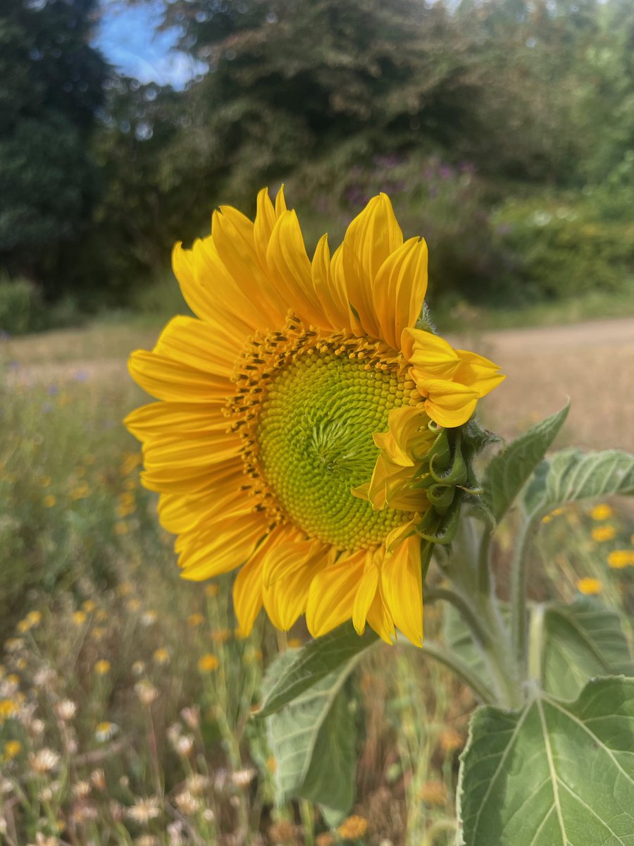 WholeExpression's tweet photo. The flower does not argue and have qualms about its existence. It accepts the seasons and evolves through it all.

Mind - peaceful awareness or problem-creator.

'I am' then sees reaction or response.

#nature #flower #essence #beauty #awareness #spiritual #God https://t.co/iIFhVvZtWK