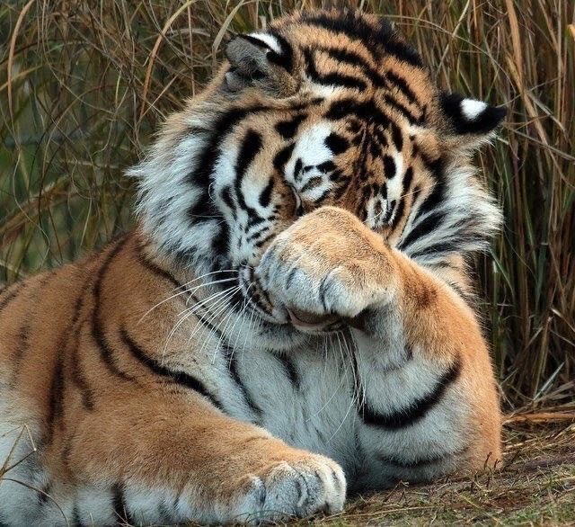 tigertwting's tweet photo. https://t.co/cBoWHg1naG