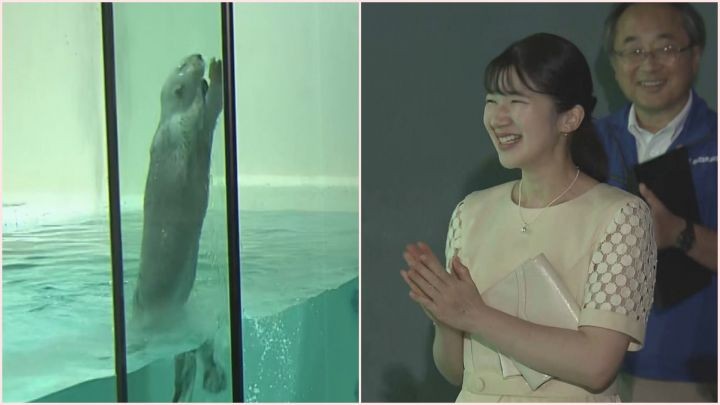 livedoornews's tweet photo. 【拍手】愛子さま、鳥羽水族館を訪問 ラッコの「イカ耳ジャンプ」も鑑賞
https://t.co/X4kfZ4OpYL

愛子さまは、ラッコがガラス面に貼りついたイカを、水中からジャンプして取る様子も見守られた。その際には「すごい！大成功。下に潜って助走をつけて…」と感想を述べられた。 https://t.co/rjvJR6qJqz