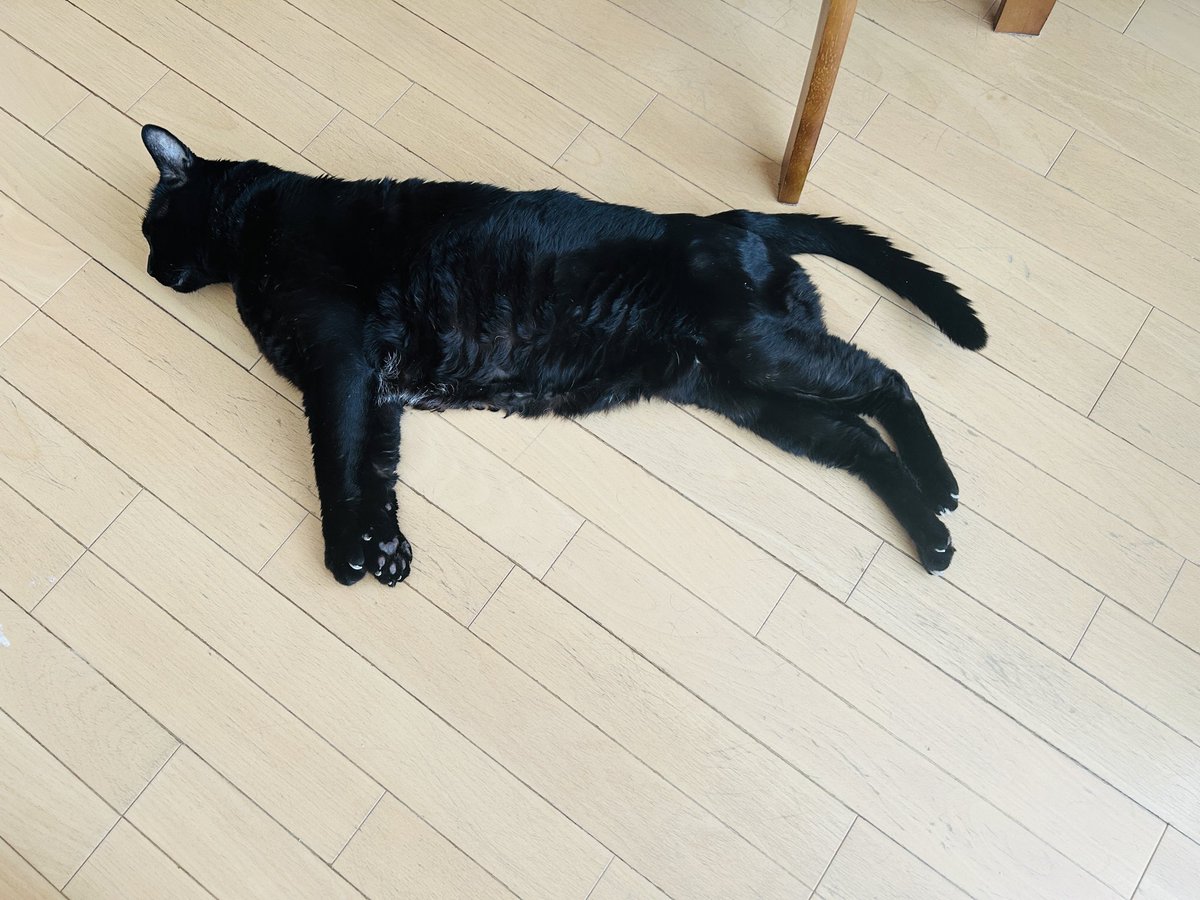 黒猫りゅう ゴライオン かずよん🐈‍⬛黒猫りゅう🌟8/22ニャンマ🌟8/23arteVarie