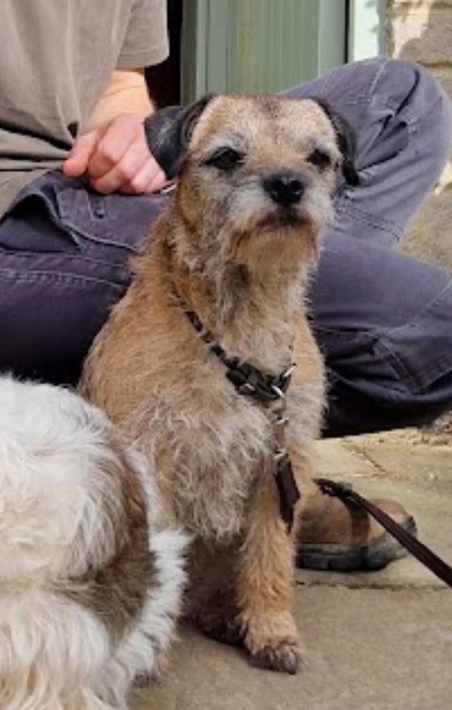 MissingPetsGB's tweet photo. 🏡 "Kitty has been found! She has lost a lot of weight and is exhausted but otherwise seems fine. Thank you so much for all your help and support, we are so relieved to have her back home. Thank you again" #REUNITED https://t.co/GHMlGUCT82