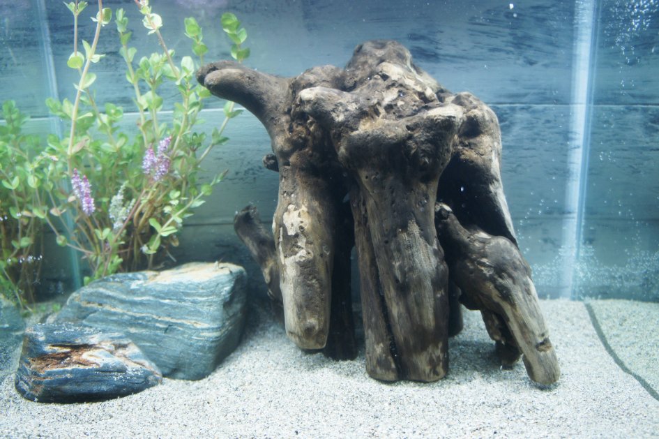 silhouetton's tweet photo. #アクアリウム #流木 #熱帯魚 #インテリア #サマー #水草 #メダカ #水槽 #リラックス #オブジェ #ベタ #ネオンテトラ #夏 #カラシン #グッピー #コリドラス #タナゴ #淡水魚 #ペット https://t.co/XhDex9h88i
