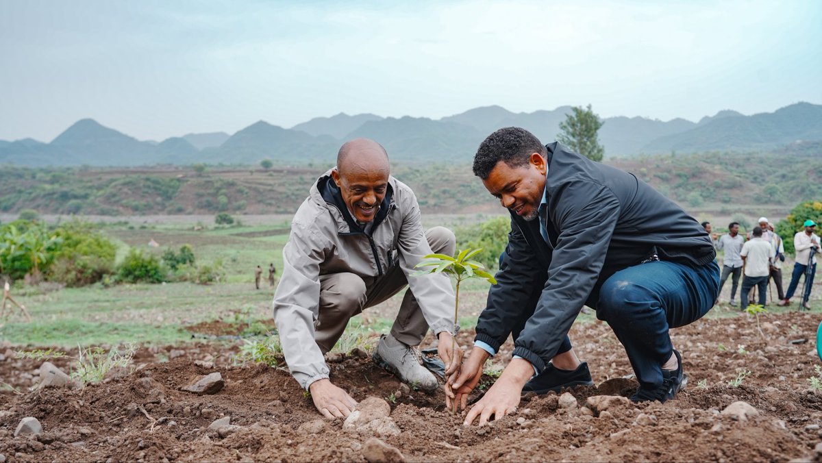 TakeleUma's tweet photo. ተስፋን እንትከል!

በዛሬው የአንድ ጀምበር የአረንጓዴ አሻራ መርሃግብር በኮምቦልቻ ፤ ቃሉ ወረዳ ከአማራ ክልል ርዕሰ መስተዳድር ክቡር አቶ አረጋ ከበደ እና ሌሎች የክልሉ ሀላፊዎች ጋር በመሆን የችግኝ ተከላ አካሂደናል። https://t.co/6KcmUPSCVS