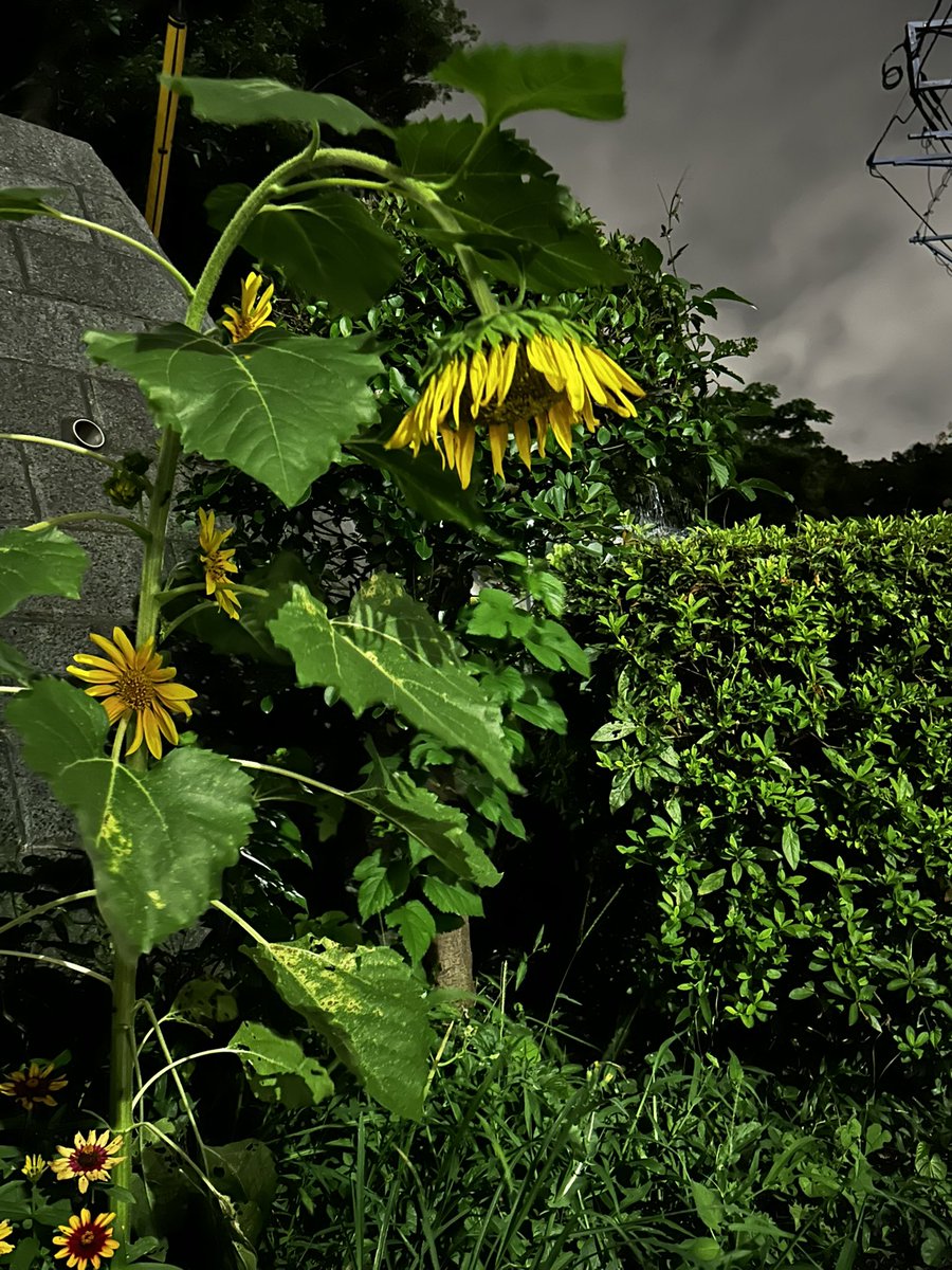 katsu_divacrew's tweet photo. ひまわり🌻も疲れてるんだなぁ…
#お疲れ様です https://t.co/rgzrUO5hGV