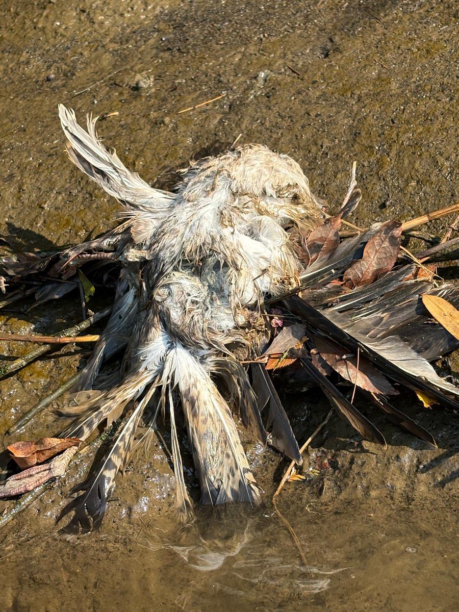 BorjaCorominas's tweet photo. Éstas son las consecuencias del último vertido en el río Urumea. Nadie sabe nada, y probablemente no lleguemos a saber nada. No es difícil controlar los vertidos en el río y castigar a los responsables, requiere voluntad y compromiso https://t.co/j6Abilq5Zi