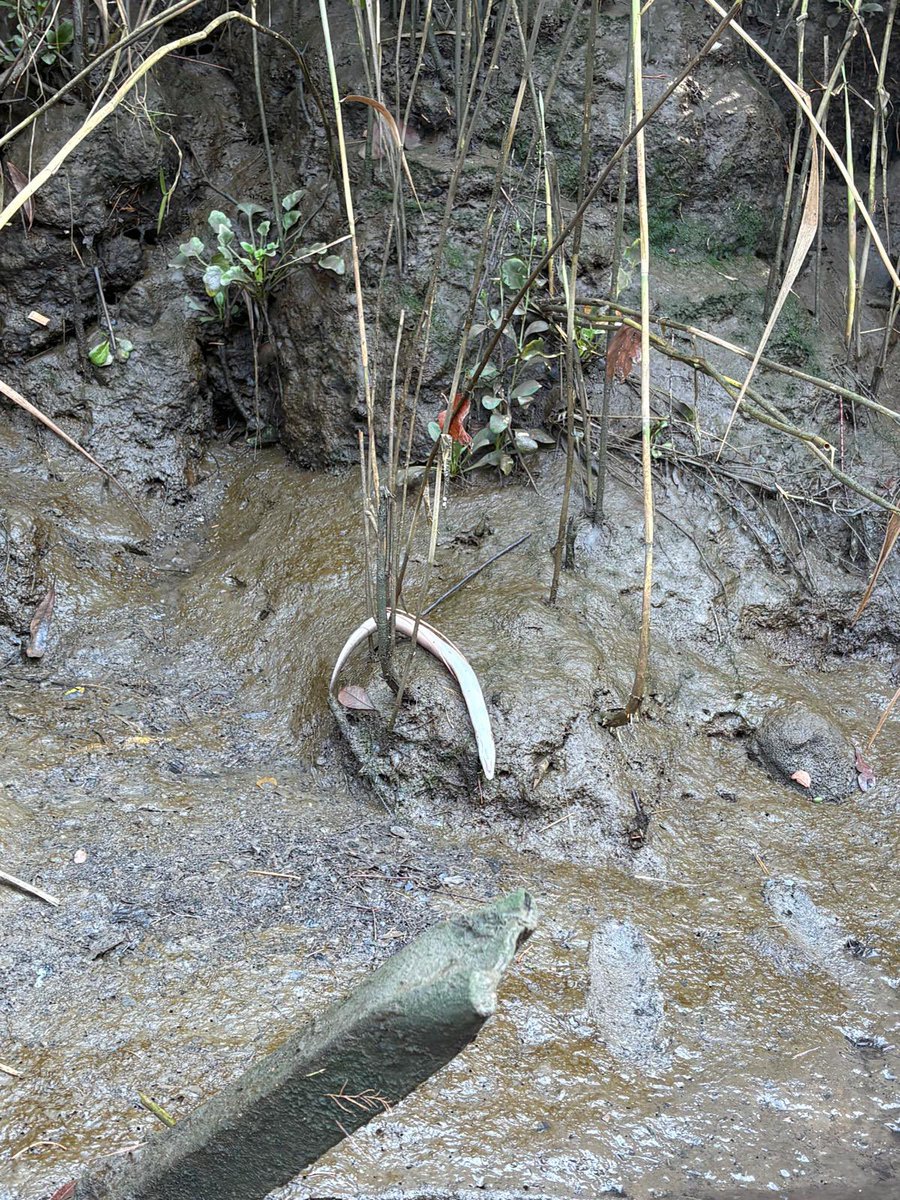 BorjaCorominas's tweet photo. Éstas son las consecuencias del último vertido en el río Urumea. Nadie sabe nada, y probablemente no lleguemos a saber nada. No es difícil controlar los vertidos en el río y castigar a los responsables, requiere voluntad y compromiso https://t.co/j6Abilq5Zi
