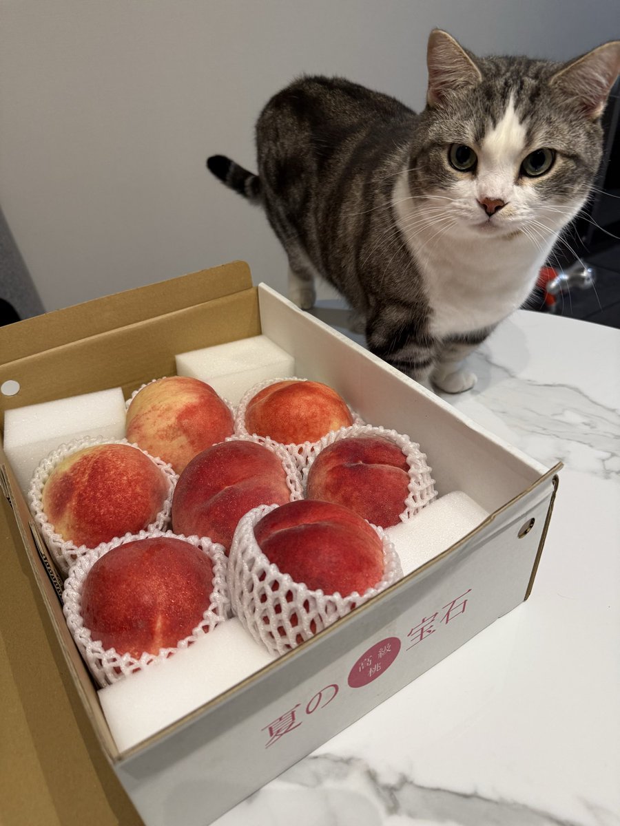 ashjibeta's tweet photo. おはようございます。
痩せます。
 #猫のいる暮らし https://t.co/0BcLFJkftG