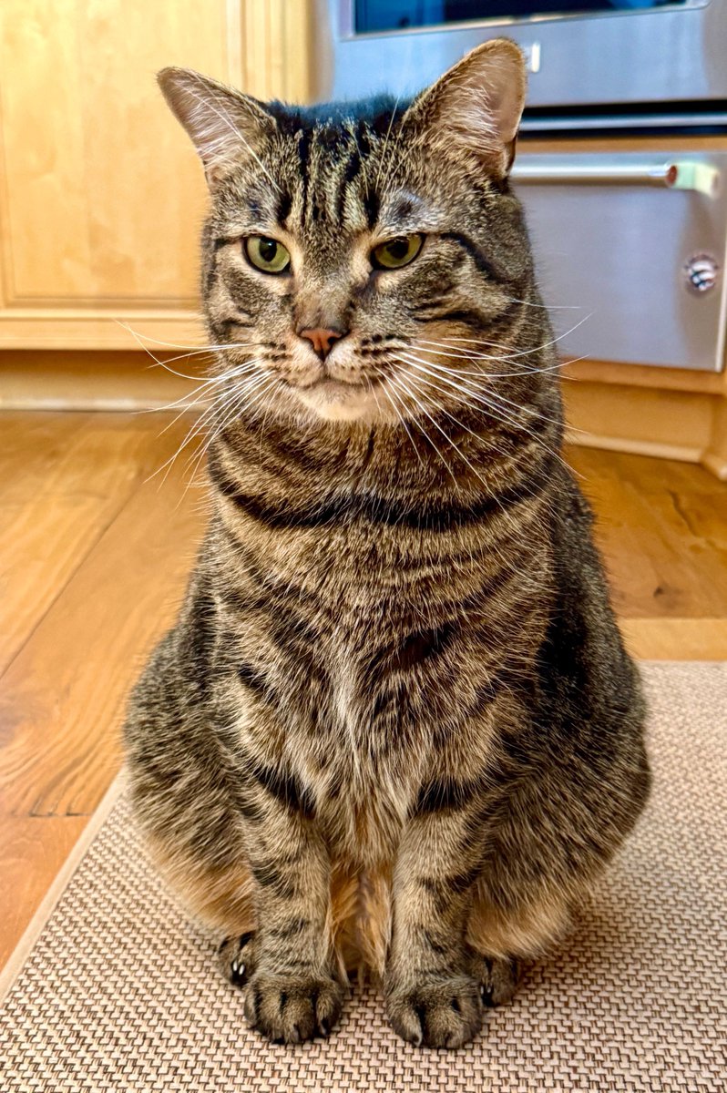 MissyBBBobtail's tweet photo. Cat Fact: Once you get a cat you have a 250% higher chance of mention them in every conversation you have. https://t.co/CdFkM0Xyof