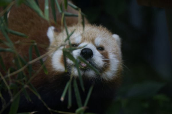 rodpanda21's tweet photo. レッドパンダ 🐳
上野動物園
ガラス

#lesserpanda #redpanda #レッドパンダ #小熊貓 #シセンレッサーパンダ #レッサーパンダ 
#動物園 #動物 #animal #zoo #動物写真好きな人と繫がりたい #動物好きな人と繫がりたい #動物が好き #レッサーパンダが好き #動物写真 #動物園写真 
#上野動物園 

🍡 https://t.co/GBz0ykibIJ