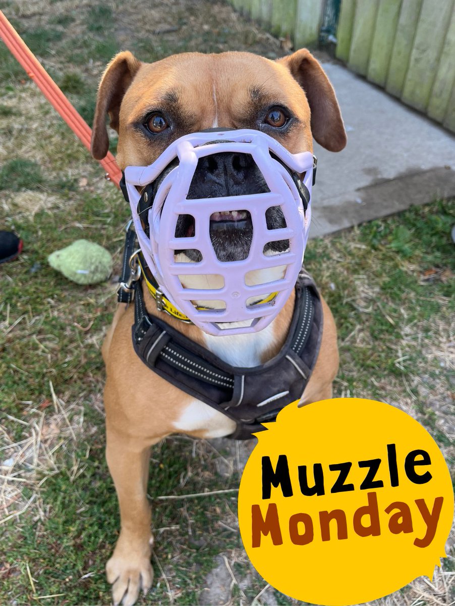 DT_Kenilworth's tweet photo. Our gorgeous Hilda is kick starting the week with a #MuzzleMonday!
This gorgeous girlie loves her favourite people, playing with toys and rolling around in the long grass! πΆ
#RescueDog #AdoptMe #Rehome #INeedAHome #MuzzledDogsAreGoodDogs https://t.co/c3zdHAPu4D