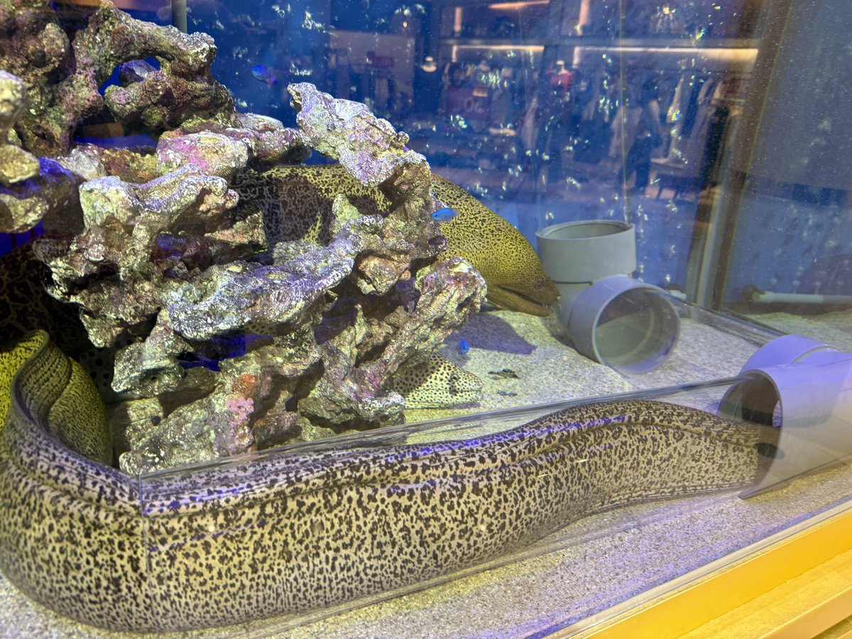 6vbhz's tweet photo. 近所に水族館が常設した、、、
最高すぎないか？入場料ないんだぞ
#アクアウォーク https://t.co/v40Utf8VkH
