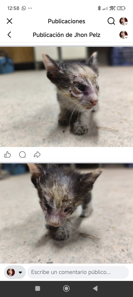Neinei_rescue's tweet photo. MUY URGENTE 🆘 

Una persona en Barbastro que pueda acoger. Tiene una malformación. Ya veremos cómo pagamos el veterinario pero hay que llevarla al veterinario YA.

Esto no es ayudar. Primero se rescata y luego se pide ayuda. No al revés. https://t.co/VgwIKyJVgU