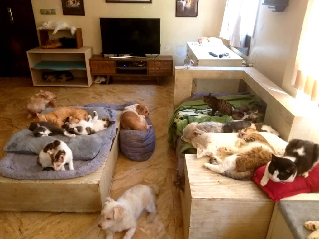 behesht_shirin's tweet photo. آرامش این خونه، حاصل مهربونی شماست... 🤍🐾

ممنونم که هنوز کنار #بهشت_شیرین هستید. 

من هم تا آخرین توانم برای این فرشته‌ها می‌جنگم.

لطفاً باز هم حمایتمون کنید و این پست رو #ریتوییت کنید تا فرشته هامون حمایت بشن❤️🤍 https://t.co/Q6wgrDdN4E