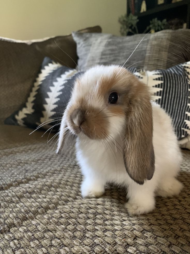 bnuybunny's tweet photo. Baby cute https://t.co/FBklprtsVv