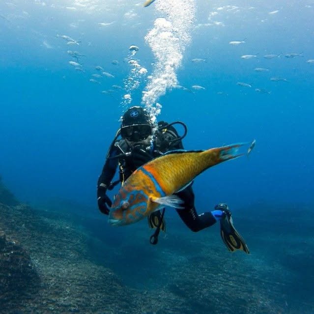PortugalDive's tweet photo. Terceira: Where history meets the Atlantic depths
Known for its UNESCO-listed capital and rich maritime history, the island also hides an incredible underwater world shaped by lava flows, caves, and thriving marine life.
Remember: We Worry, You Dive!
@TotalDiving @linked_divers https://t.co/6HbxO3z3UM