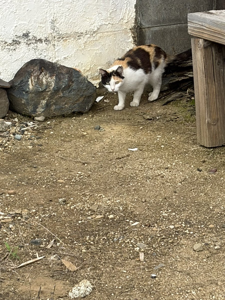 NbswfReAMO63193's tweet photo. 隣の家で飼ってた猫ちゃんを引越しの時置いて行ったらしい。
去勢はされているのかわからない😿 https://t.co/CCsq8iC7VU