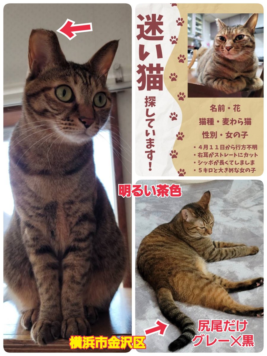 squirrelemi's tweet photo. 猫を探しています。花ちゃん4歳。明るい茶色、右耳がまっすぐカット、長い尻尾はグレー✕黒の縞々模様です。,2024年4月11日横浜市金沢区富岡東の自宅から私の不注意で外に出てしまい迷子のままです。手がかりはなくずっと探しています。
#猫を探しています
#拡散希望
#リポストお願いします　
#横浜市 https://t.co/EERlnJjD9n