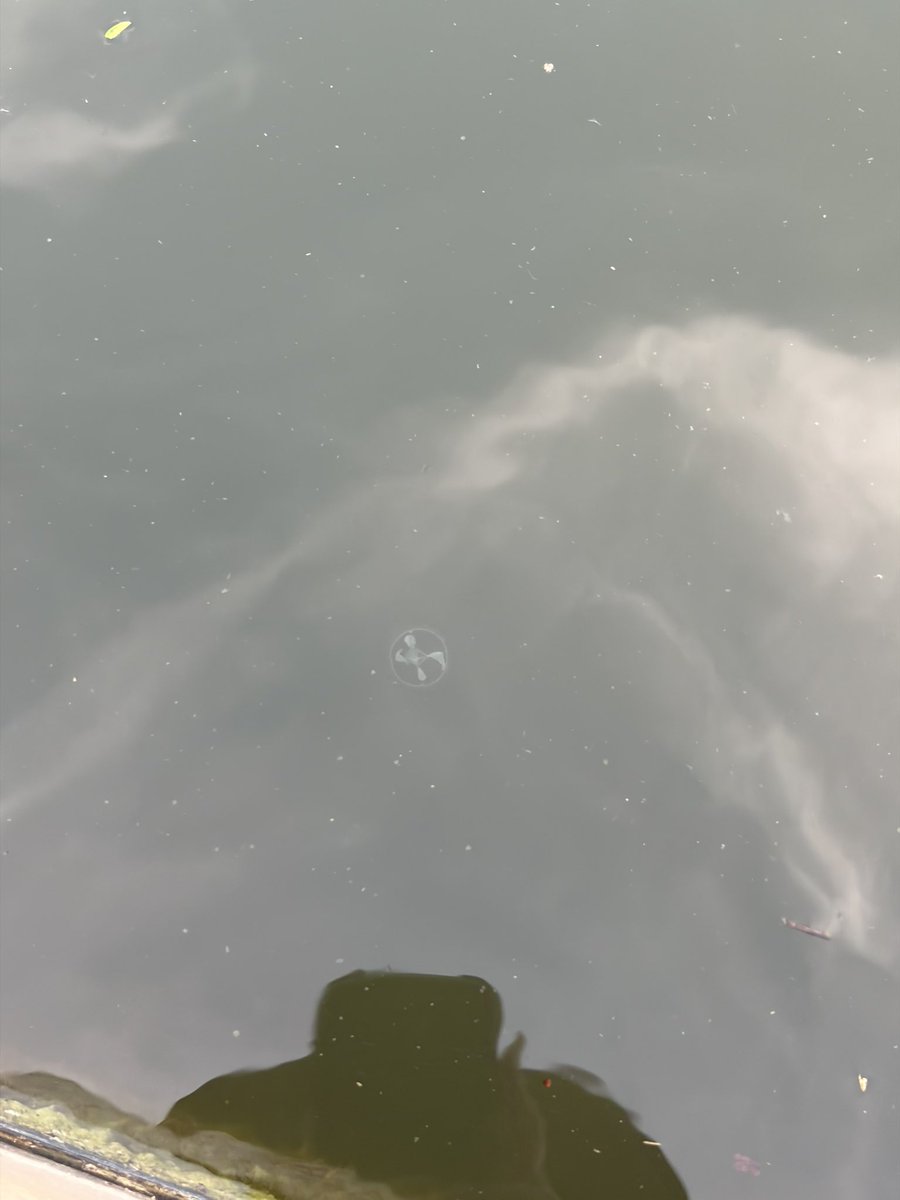 mumu__seijin's tweet photo. すげえぇぇ！マミズクラゲ爆湧き！

淡水に住む滅多に会えないレアクラゲ🪼
初めて見たぁー！しかも高滝湖ww https://t.co/VoTQsKH7Iz