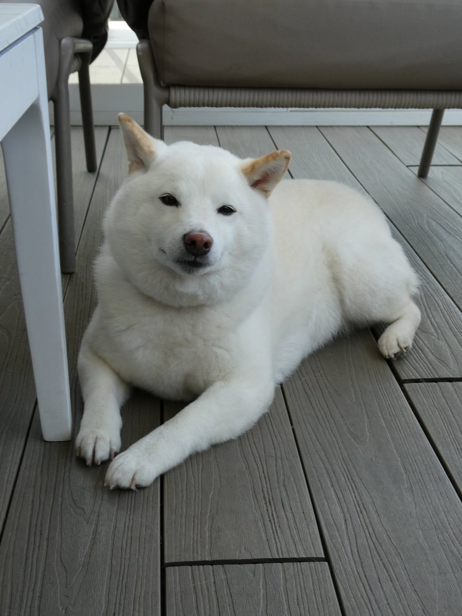 柴犬ゆきみ tweet media