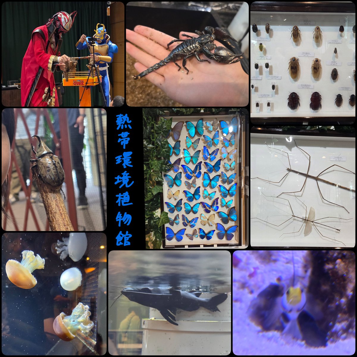 ms06toko's tweet photo. 日曜日に熱帯環境植物館の“熱帯の昆虫”展へ✨
標本や生体も良かったし、ふれあいも覚悟して行ったけど無事にできたし、ミヤマ☆仮面さん＆クワガタ忍者さんのイベントも楽しかった🥰
ほぼ昆虫で植物館と水族館はさらーっとだったんだけど、エイは相変わらずすごいし、植物ももっとゆっくり見たかった https://t.co/t7tFkfoWLz