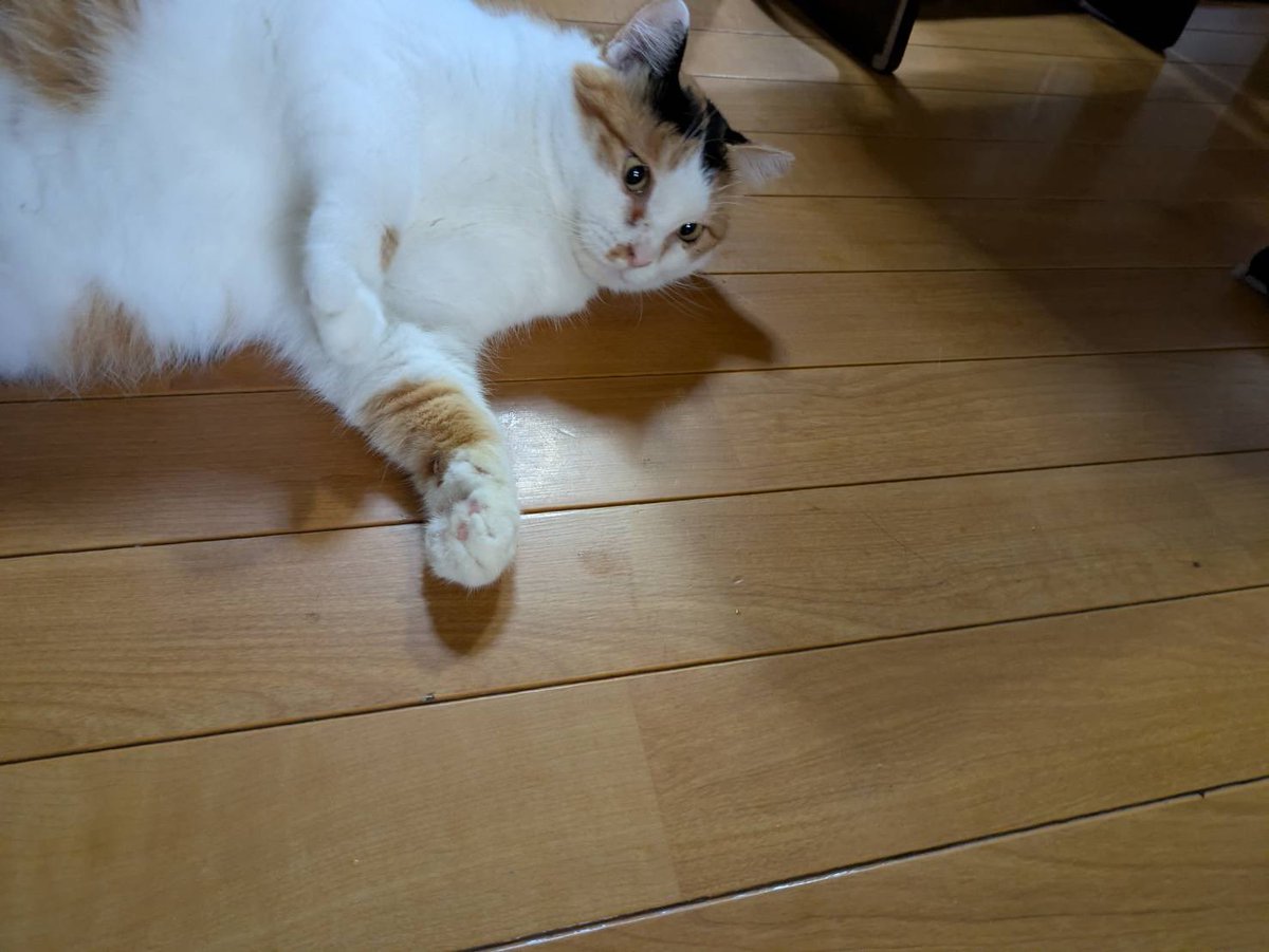 okapi_pi38's tweet photo. お恵み https://t.co/G6Flo5TI82