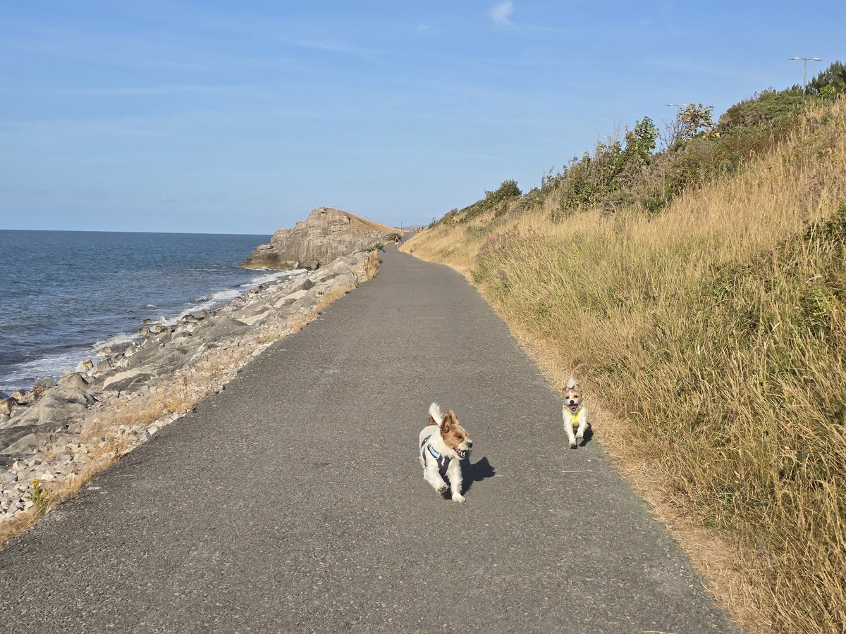 MillieandGriff's tweet photo. Weeeee let's go! #dogsofX https://t.co/HScGi8wOlS
