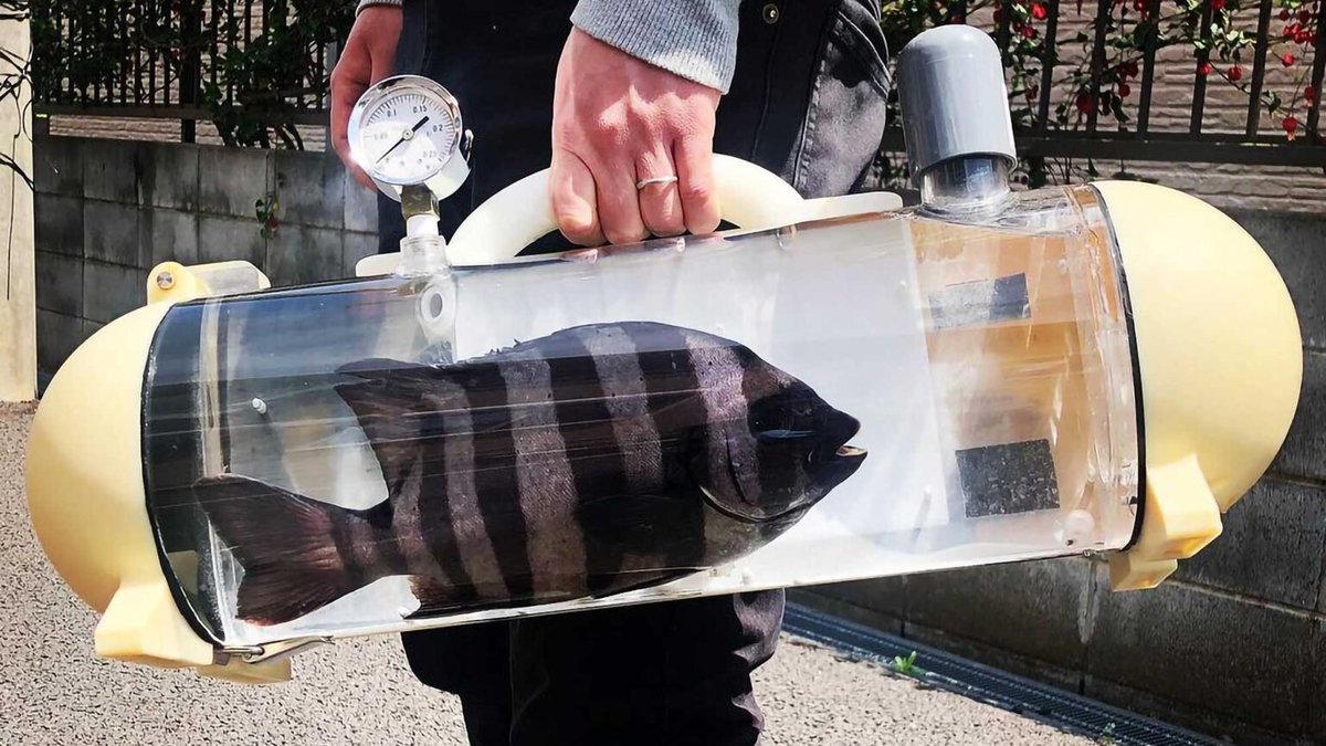 Blazethecurious's tweet photo. DID YOU KNOW??

A Japanese manufacturer created a futuristic, portable hand-held fish tank called the Katsugyo Bag, a clear, tube-shaped luxury briefcase designed specifically to let people take their live pet fish out for a walk or carry live fish home fresh from the market.

​Developed by MAA-WORKS, the device was designed to look like something straight out of a sci-fi movie while offering a high-tech portable habitat for marine life. Walk with me 👇🏾👇🏾 

1. How a Portable Fish Suitcase Works:
​The word katsugyo (活魚) translates to "live fish." Rather than transporting a fish in a flimsy, unstable plastic bag from a pet store or market, the Katsugyo Bag provides a full life-support system.

A. ​Integrated Oxygen Pump: The capsule features a battery-powered oxygenation system that keeps the water continuously aerated so the fish can breathe comfortably.

B. Real-time Pressure Gauge: It has a built-in pressure/oxygen meter mounted right next to the handle, allowing the owner to monitor oxygen levels while walking down the street.

C. ​Easy Loading: The clear cylinder splits open or unlatches at the end, making it easy to drop in a fish, add water, and carry it around like a designer handbag.

2. Two Unexpected Uses Pet Walks vs. Fresh Sashimi:
​The creators developed the concept with two distinct audiences in mind:

- ​Pet Lovers: Aquarium enthusiasts who want a safe way to transport valuable ornamental fish (like prized goldfish or small saltwater fish) to the vet or simply show them off on a stroll.

- ​Foodies: Culinary enthusiasts in Japan who buy live fish at markets and want to transport them home in peak condition to prepare the freshest possible sashimi.

​FINALLY! 
​The Katsugyo Bag turned the simple act of carrying a fish home into a high-tech fashion statement. Combining sleek industrial design with life-support technology, it gave "taking the dog for a walk" a whole new aquatic rival, it certainly looks wierd though 😅.

Hopefully you've learnt something new today?

The Medic Who Writes™🌚

Cheers 🥂 😅