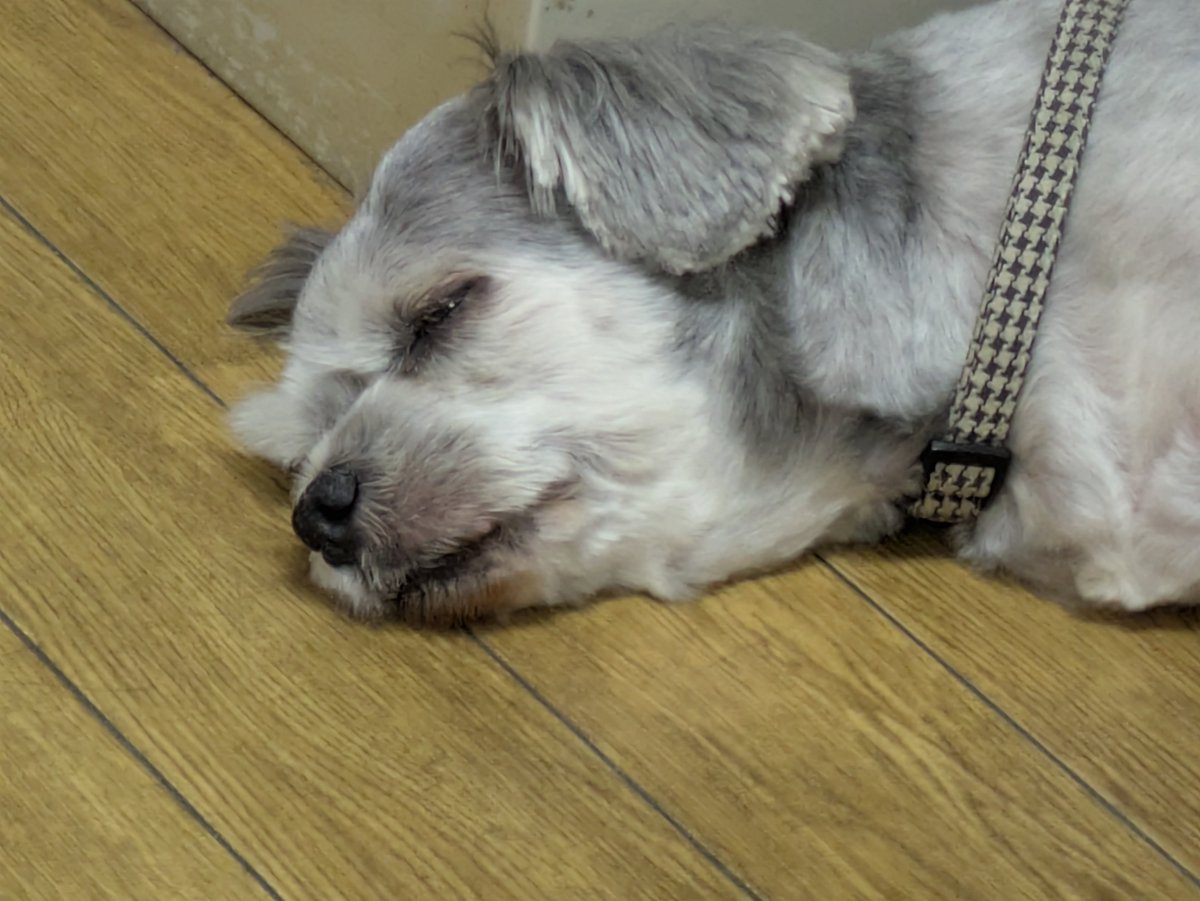 dedede77516285's tweet photo. #犬の飼い主さん募集
#いぬのきもち
#犬のいる生活
#シグルイ

僕　　　���エアコン寒くない？」
事務員　「くぅちゃんやっとお昼寝したんで我慢して下さい」
僕　　　「…ッス」
クッキー「事務員は出来ておる儂…」 https://t.co/A9CEcfGDKo