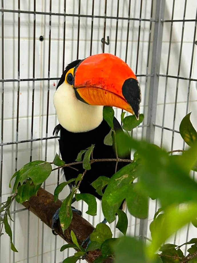 AcervoCharts's tweet photo. Bebê tucano tem bico reconstruído com impressão 3D e volta a comer sozinho. https://t.co/Ptu8WGrbiS
