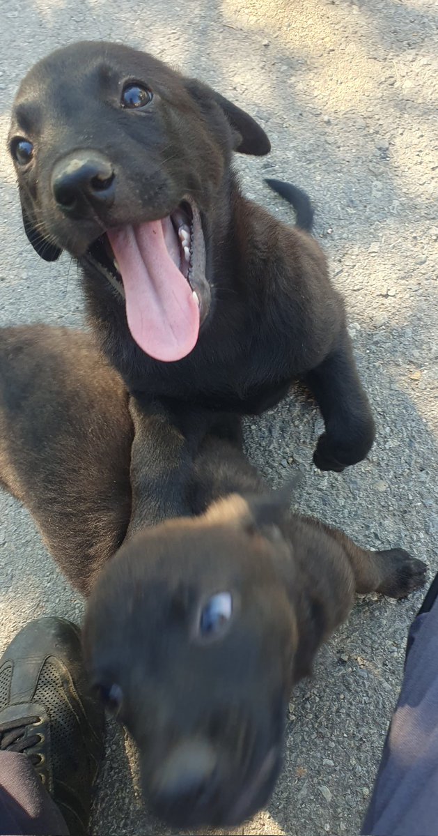 wolfuozan's tweet photo. Ajmo ljudi, osam komada okucila lutalica u našem sokaku, ostavila ih komši i meni, mi smo već udomili po kera i buljuk mačaka. Ako ima neka dobra duša raspoložena da udomi jednog od osam crnaca, neka se javi u bilo koje doba dana. https://t.co/M77uSQDECJ
