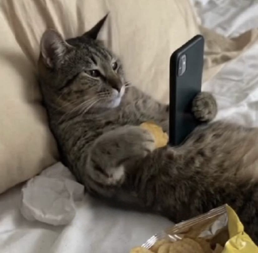 0xC00per's tweet photo. @ikeonsol @Titan_Exchange @solanamobile 😼 https://t.co/eNvimg6HRE