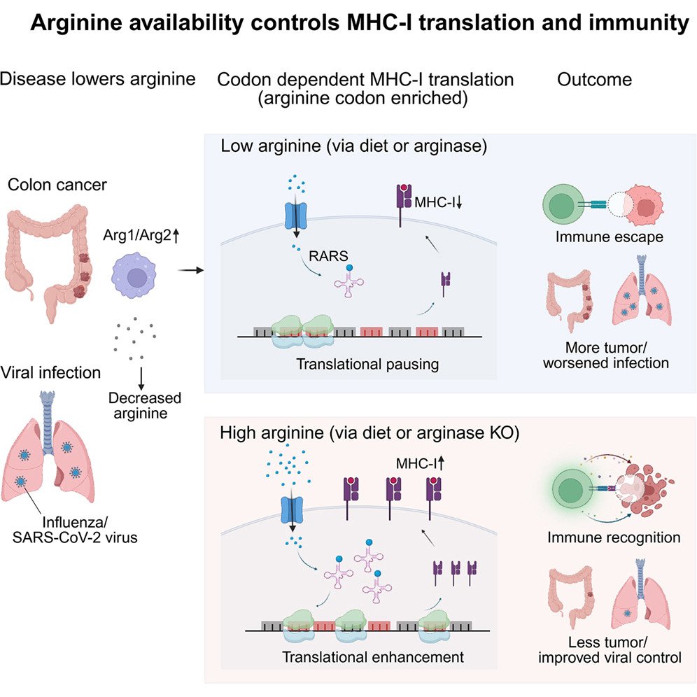 parmita's tweet photo. ok this is INSANE 😭 

cancer cells can become invisible to your immune system. and the thing that makes them visible again might be a supplement you can buy at any pharmacy.

new paper in Cell. 
let's talk about arginine.
🧵 https://t.co/cduQpSMJ4J