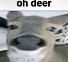 dontcrycroft's tweet photo. i Deer https://t.co/dukd8023TL
