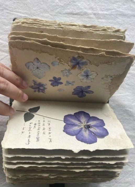 _littlethicket's tweet photo. pressed flowers https://t.co/0a8BB3OF8H