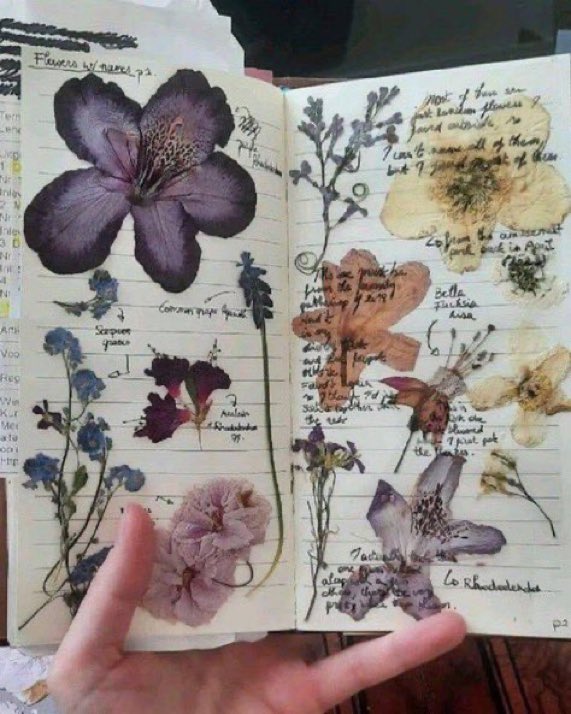 _littlethicket's tweet photo. pressed flowers https://t.co/0a8BB3OF8H
