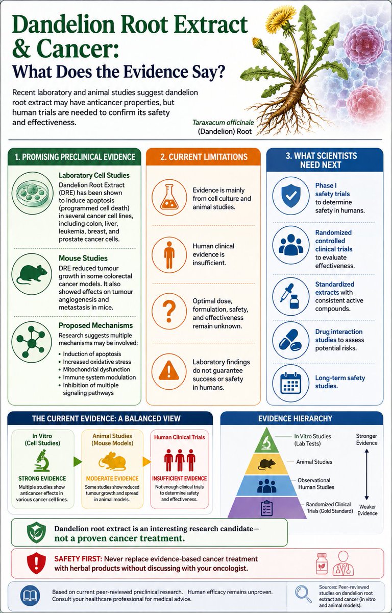 SportifyG's tweet photo. Dandelion Root Extract & Cancer: What Does the Evidence Say?
* #Dandelion root extract (#DRE) is being actively investigated for potential #anticancer properties.
* Laboratory studies show DRE can trigger #apoptosis (programmed cancer cell death).
* Promising effects have been reported against several #cancer cell lines.
* Animal studies suggest reduced #tumour growth in some models.
* Proposed #mechanisms include oxidative stress, mitochondrial dysfunction, and immune modulation.
* Current evidence is primarily #preclinical (cell and animal research).
* High-quality #human clinical trials remain very limited.
* #Safe dosage, formulation, long-term safety, and effectiveness are not yet established.
*DRE cannot replace standard cancer treatment in 2026.
Overall verdict: A promising research candidate requiring rigorous human clinical validation before therapeutic recommendations can be made.
https://t.co/d9vqQtkxX2
Talk to @SabinehazanMD, an expert in BIFID...