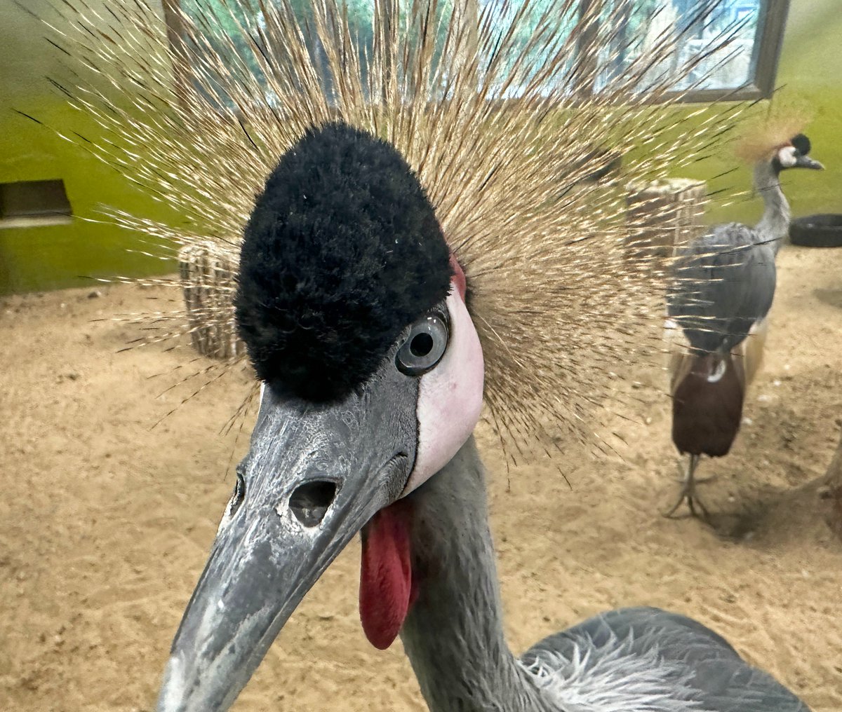 ZooBoise's tweet photo. Fall program registration is now open for Boise residents!

Day camps, adult evenings, pre-K zoo... all ages can experience the zoo in fresh ways. Our education programs are sponsored by Stinker.

See entire lineup and register: https://t.co/2ATHhgro1D

📷: Grey crowned cranes https://t.co/BxWn295iqK
